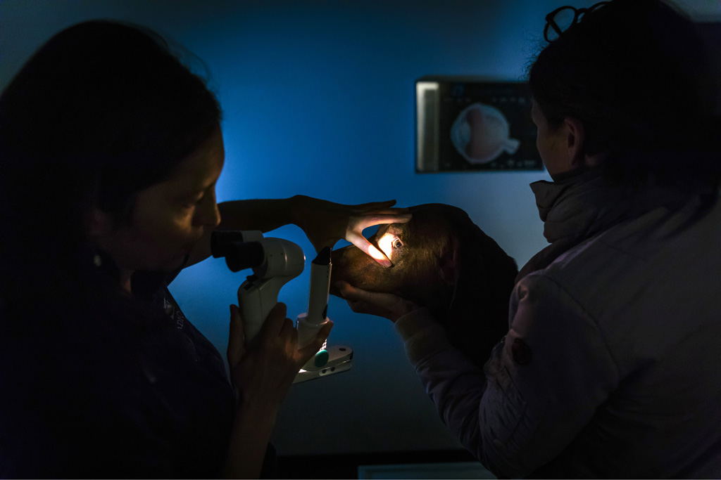 Hamburg / 10.12.2018 - Augenoperation Tierklinik ãAnicuraÒ. Besprechung vor der OP. Fotoreportage: Augenoperation in der Tierklinik ãAnicuraÒ - 10.12.2018 - Hamburg.
AniCura ist ein europischer Anbieter fr die tierrztliche Versorgung von Haustieren uns spezialisiert auf High-Tech Medizin. OP-Hund: Eddie (8) Rasse: Magyar Vizsla (ungarischer Jagthund).
Besitzerin: Sandra Khl (mit Fotos einverstanden).
Operateur: Tierrztin Dr. Teresa Bilotta .