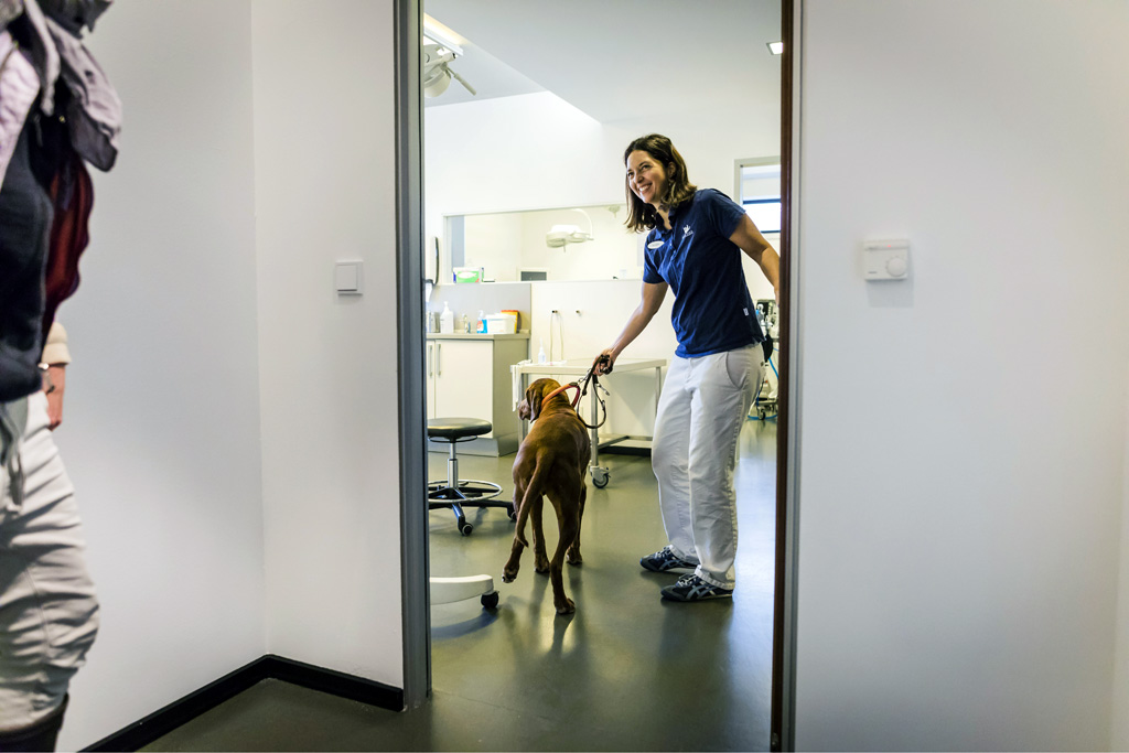 Hamburg / 10.12.2018 - Augenoperation Tierklinik „Anicura“. Fotoreportage: Augenoperation in der Tierklinik „Anicura“ - 10.12.2018 - Hamburg.
AniCura ist ein europäischer Anbieter für die tierärztliche Versorgung von Haustieren uns spezialisiert auf High-Tech Medizin. OP-Hund: Eddie (8) Rasse: Magyar Vizsla (ungarischer Jagthund).
Besitzerin: Sandra Kühl (mit Fotos einverstanden).
Operateur: Tierärztin Dr. Teresa Bilotta .