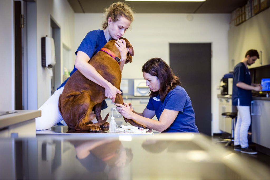 Hamburg / 10.12.2018 - Augenoperation Tierklinik ãAnicuraÒ. Vorbereitungen fr OP . Fotoreportage: Augenoperation in der Tierklinik ãAnicuraÒ - 10.12.2018 - Hamburg.
AniCura ist ein europischer Anbieter fr die tierrztliche Versorgung von Haustieren uns spezialisiert auf High-Tech Medizin. OP-Hund: Eddie (8) Rasse: Magyar Vizsla (ungarischer Jagthund).
Besitzerin: Sandra Khl (mit Fotos einverstanden).
Operateur: Tierrztin Dr. Teresa Bilotta .
