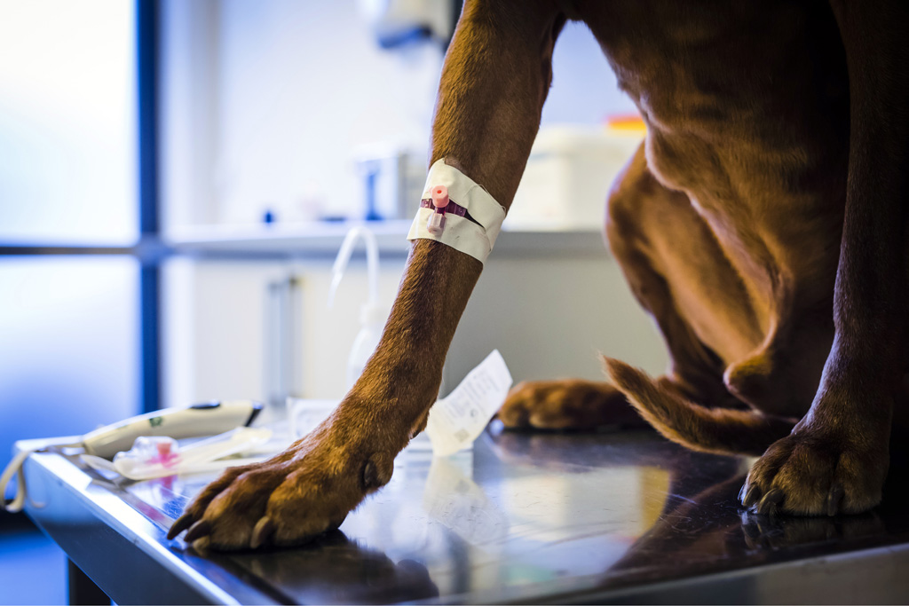 Hamburg / 10.12.2018 - Augenoperation Tierklinik ãAnicuraÒ. Vorbereitungen fr OP . Fotoreportage: Augenoperation in der Tierklinik ãAnicuraÒ - 10.12.2018 - Hamburg.
AniCura ist ein europischer Anbieter fr die tierrztliche Versorgung von Haustieren uns spezialisiert auf High-Tech Medizin. OP-Hund: Eddie (8) Rasse: Magyar Vizsla (ungarischer Jagthund).
Besitzerin: Sandra Khl (mit Fotos einverstanden).
Operateur: Tierrztin Dr. Teresa Bilotta .