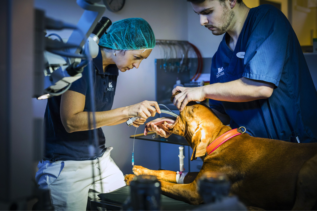 Hamburg / 10.12.2018 - Augenoperation Tierklinik ãAnicuraÒ. Vorbereitungen fr OP . Fotoreportage: Augenoperation in der Tierklinik ãAnicuraÒ - 10.12.2018 - Hamburg.
AniCura ist ein europischer Anbieter fr die tierrztliche Versorgung von Haustieren uns spezialisiert auf High-Tech Medizin. OP-Hund: Eddie (8) Rasse: Magyar Vizsla (ungarischer Jagthund).
Besitzerin: Sandra Khl (mit Fotos einverstanden).
Operateur: Tierrztin Dr. Teresa Bilotta .