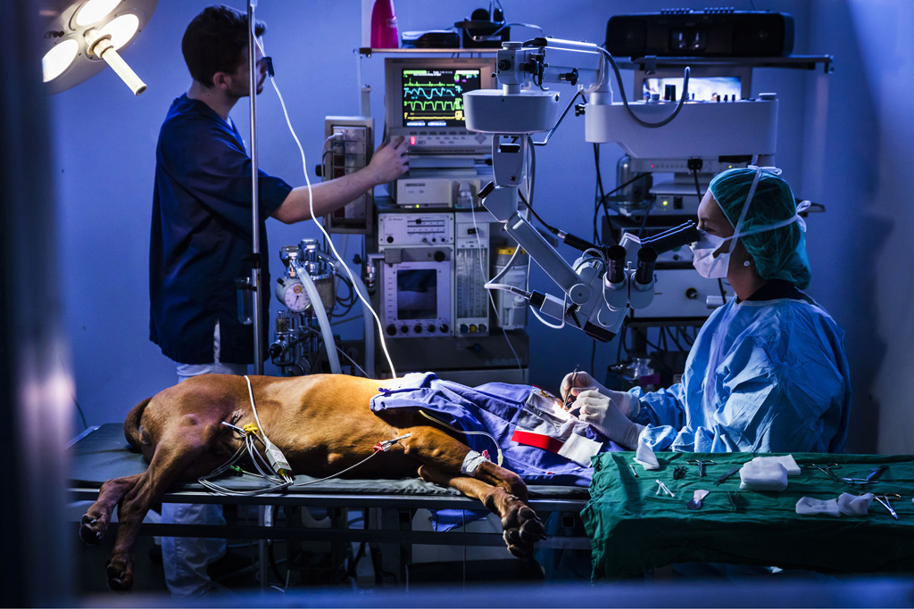 Hamburg / 10.12.2018 - Augenoperation Tierklinik ãAnicuraÒ. Augen OP mit Spezial-Mikroskop . Fotoreportage: Augenoperation in der Tierklinik ãAnicuraÒ - 10.12.2018 - Hamburg.
AniCura ist ein europischer Anbieter fr die tierrztliche Versorgung von Haustieren uns spezialisiert auf High-Tech Medizin. OP-Hund: Eddie (8) Rasse: Magyar Vizsla (ungarischer Jagthund).
Besitzerin: Sandra Khl (mit Fotos einverstanden).
Operateur: Tierrztin Dr. Teresa Bilotta .