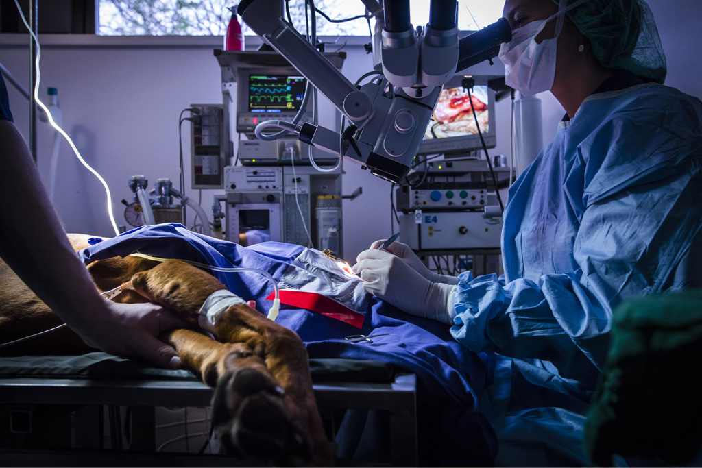 Hamburg / 10.12.2018 - Augenoperation Tierklinik ãAnicuraÒ. Augen OP mit Spezial-Mikroskop . Fotoreportage: Augenoperation in der Tierklinik ãAnicuraÒ - 10.12.2018 - Hamburg.
AniCura ist ein europischer Anbieter fr die tierrztliche Versorgung von Haustieren uns spezialisiert auf High-Tech Medizin. OP-Hund: Eddie (8) Rasse: Magyar Vizsla (ungarischer Jagthund).
Besitzerin: Sandra Khl (mit Fotos einverstanden).
Operateur: Tierrztin Dr. Teresa Bilotta .