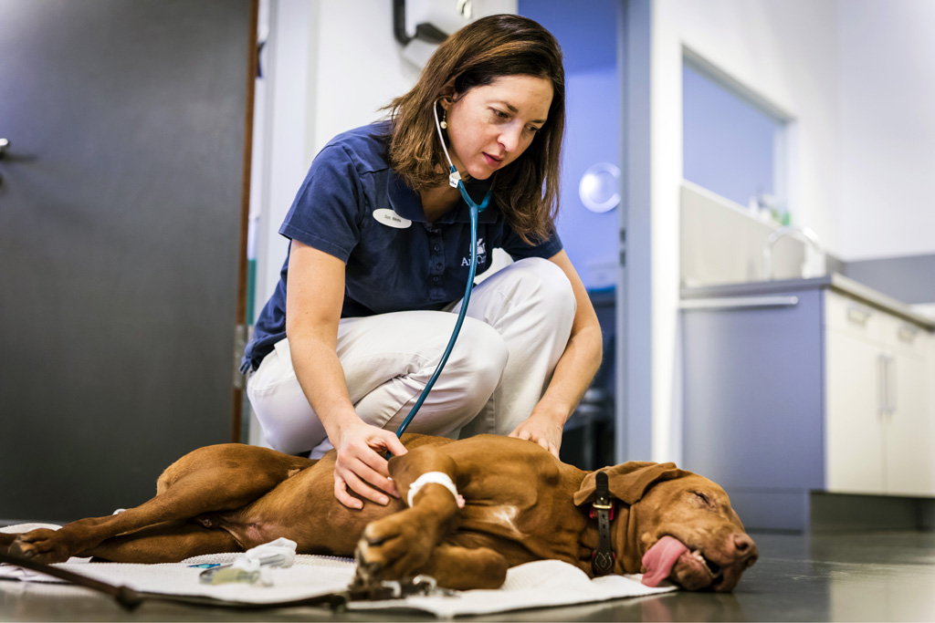 Hamburg / 10.12.2018 - Augenoperation Tierklinik „Anicura“. Fotoreportage: Augenoperation in der Tierklinik „Anicura“ - 10.12.2018 - Hamburg.
AniCura ist ein europäischer Anbieter für die tierärztliche Versorgung von Haustieren uns spezialisiert auf High-Tech Medizin. OP-Hund: Eddie (8) Rasse: Magyar Vizsla (ungarischer Jagthund).
Besitzerin: Sandra Kühl (mit Fotos einverstanden).
Operateur: Tierärztin Dr. Teresa Bilotta .