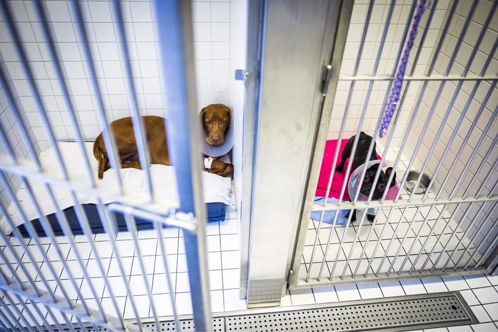 Hamburg / 10.12.2018 - Augenoperation Tierklinik ãAnicuraÒ. Aufwachraum . Fotoreportage: Augenoperation in der Tierklinik ãAnicuraÒ - 10.12.2018 - Hamburg.
AniCura ist ein europischer Anbieter fr die tierrztliche Versorgung von Haustieren uns spezialisiert auf High-Tech Medizin. OP-Hund: Eddie (8) Rasse: Magyar Vizsla (ungarischer Jagthund).
Besitzerin: Sandra Khl (mit Fotos einverstanden).
Operateur: Tierrztin Dr. Teresa Bilotta .
