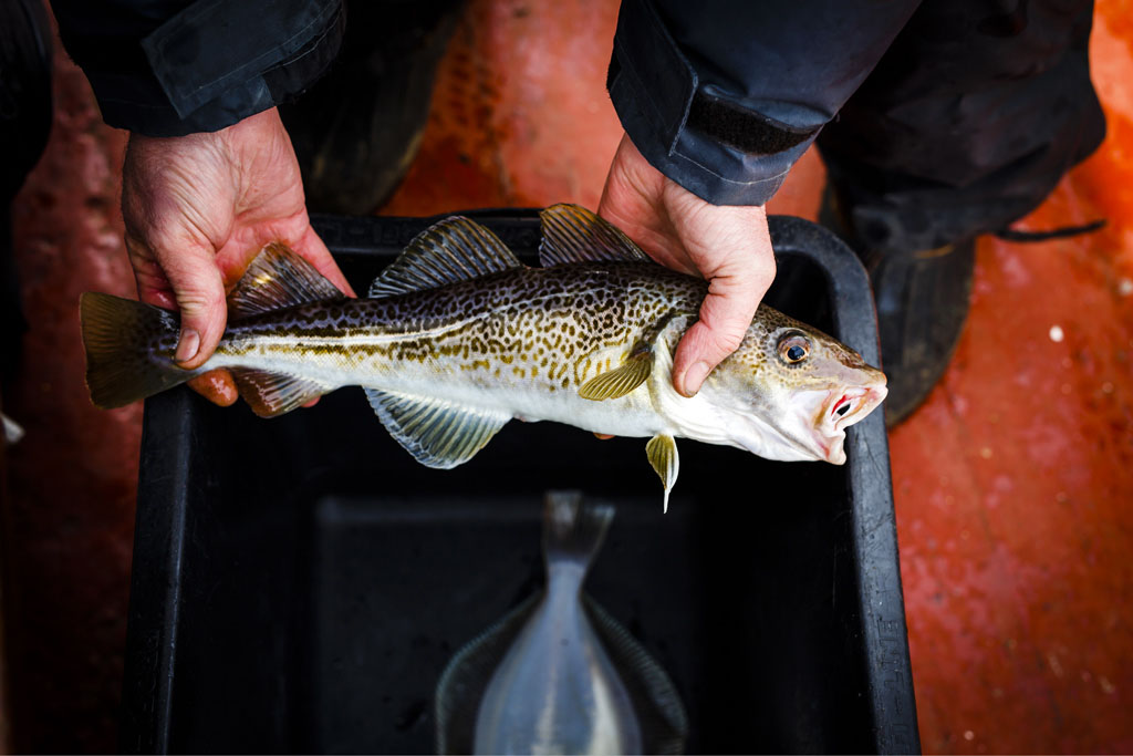 Urheberrechtlich geschuetzte Aufnahmen. Jede Verwendung ist honorarpflichtig und muss beim Urheber vorher angezeigt werden!  [CREDIT: Lars Berg / WWW.LARSBERG.EU Ê- Lars Berg, Von der Tinnenstrasse 13, 48145 Muenster, Germany, mobile +49 179 1379630, Bank: Commerzbank Mnster, IBAN: DE09 4008 0040 0600 9372 00 BIC: DRES DE FF 400, Finanzamt Muenster-Innenstadt, Steuernummer 337/5017/1774, USt-IdNr. DE247738150 - Verwendung nur gegen Namensnennung, Beleg und Honorar entsprechend aktueller MFMPreisliste zzgl. 7 Prozent MwSt - Bei der Verwendung ausserhalb journalistischer Berichterstattung (z.B. Werbung etc.) bitte vorher mit dem Autor Kontakt aufnehmen. Es wird grundsaetzlich keine Einholung von Persoenlichkeits-, Kunst- oder Markenrechten zugesichert, es sei denn, dies ist hier in der Bildbeschriftung ausdruecklich vermerkt. Die Einholung dieser Rechte obliegt dem Nutzer. Es gelten die unter WWW.LARSBERG.EU aufgefhrten AGB. - NO MODEL RELEASE - ]