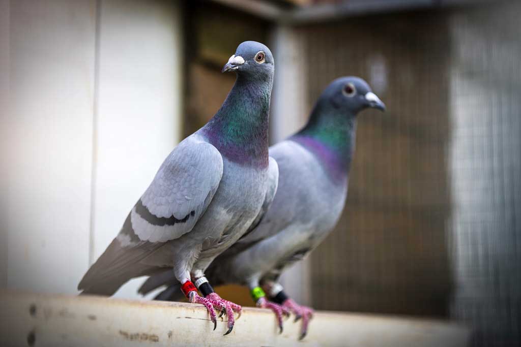 Urheberrechtlich Geschuetzte Aufnahmen.  [CREDIT: WWW.LARSBERG.EU Ê- Lars Berg, Von der Tinnenstrasse 13, 48145 Muenster, Germany, mobile +49 179 1379630, Bank: Dresdner Bank ÊKonto: 06 009 372 00, BLZ 400 800 40, IBAN: DE09 4008 0040 0600 9372 00 BIC: DRES DE FF 400, Finanzamt Muenster-Innenstadt, Steuernummer 337/5017/1774, USt-IdNr. DE247738150 - Verwendung nur gegen Namensnennung, Beleg und Honorar entsprechend aktueller MFMPreisliste zzgl. 7Prozent MwSt - Bei der Verwendung ausserhalb journalistischer Berichterstattung (z.B. Werbung etc.) bitte vorher mit dem Autor Kontakt aufnehmen. Es wird grundsaetzlich keine Einholung von Persoenlichkeits-, Kunst- oder Markenrechten zugesichert, es sei denn, dies ist hier in der Bildbeschriftung ausdruecklich vermerkt. Die Einholung dieser Rechte obliegt dem Nutzer. Es gelten die unter WWW.LARSBERG.EU aufgefhrten AGB`s. - NO MODEL RELEASE - ]