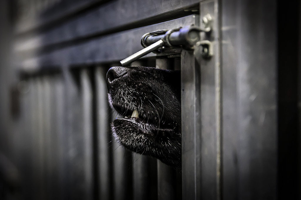 Urheberrechtlich geschuetzte Aufnahmen. Jede Verwendung ist honorarpflichtig und muss beim Urheber angezeigt werden!  [CREDIT: Lars Berg / WWW.LARSBERG.EU - Lars Berg, Von der Tinnenstrasse 13, 48145 Muenster, Germany, mobile +49 179 1379630, Bank: Commerzbank Mnster, IBAN: DE09 4008 0040 0600 9372 00 BIC: DRES DE FF 400, Finanzamt Muenster-Innenstadt, Steuernummer 337/5017/1774, USt-IdNr. DE247738150 - Verwendung nur gegen Namensnennung, Beleg und Honorar entsprechend aktueller MFMPreisliste zzgl. 7 Prozent MwSt - Bei der Verwendung ausserhalb journalistischer Berichterstattung (z.B. Werbung etc.) bitte vorher mit dem Autor Kontakt aufnehmen. Es wird grundsaetzlich keine Einholung von Persoenlichkeits-, Kunst- oder Markenrechten zugesichert, es sei denn, dies ist hier in der Bildbeschriftung ausdruecklich vermerkt. Die Einholung dieser Rechte obliegt dem Nutzer. Es gelten die unter WWW.LARSBERG.EU aufgefuehrten AGB. - NO MODEL RELEASE - ]