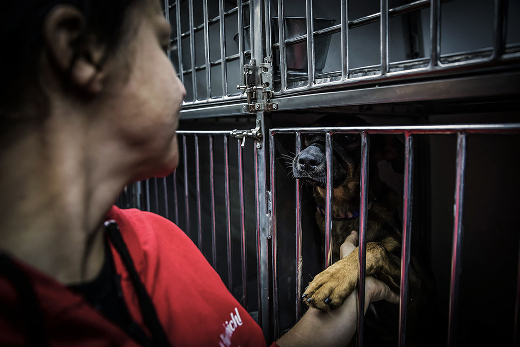 Urheberrechtlich geschuetzte Aufnahmen. Jede Verwendung ist honorarpflichtig und muss beim Urheber angezeigt werden!  [CREDIT: Lars Berg / WWW.LARSBERG.EU - Lars Berg, Von der Tinnenstrasse 13, 48145 Muenster, Germany, mobile +49 179 1379630, Bank: Commerzbank Mnster, IBAN: DE09 4008 0040 0600 9372 00 BIC: DRES DE FF 400, Finanzamt Muenster-Innenstadt, Steuernummer 337/5017/1774, USt-IdNr. DE247738150 - Verwendung nur gegen Namensnennung, Beleg und Honorar entsprechend aktueller MFMPreisliste zzgl. 7 Prozent MwSt - Bei der Verwendung ausserhalb journalistischer Berichterstattung (z.B. Werbung etc.) bitte vorher mit dem Autor Kontakt aufnehmen. Es wird grundsaetzlich keine Einholung von Persoenlichkeits-, Kunst- oder Markenrechten zugesichert, es sei denn, dies ist hier in der Bildbeschriftung ausdruecklich vermerkt. Die Einholung dieser Rechte obliegt dem Nutzer. Es gelten die unter WWW.LARSBERG.EU aufgefuehrten AGB. - NO MODEL RELEASE - ]